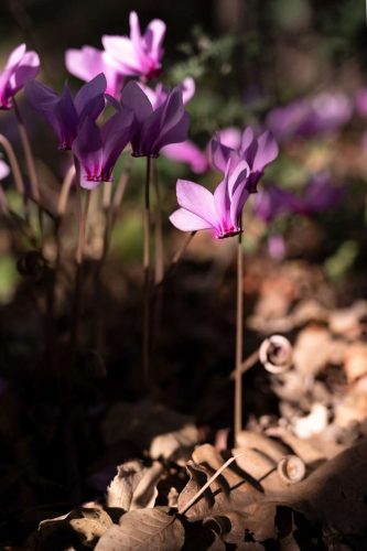 paesaggio agricolo04