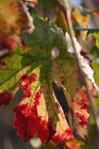 paesaggio agricolo09
