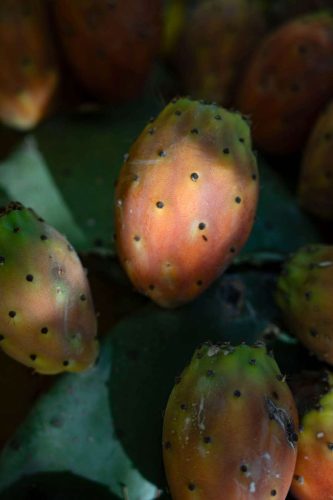 paesaggio agricolo10