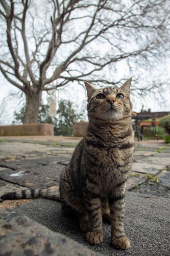 paesaggio agricolo11
