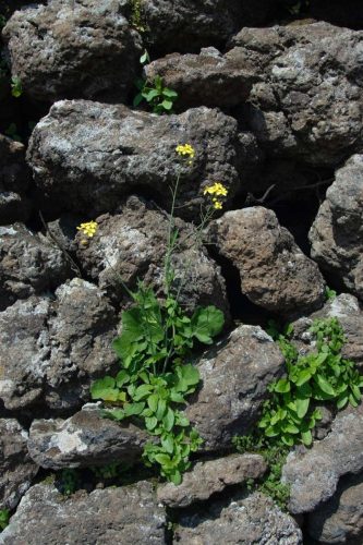 paesaggio agricolo14