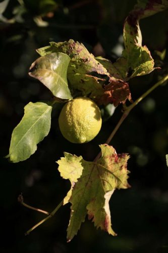 paesaggio agricolo15