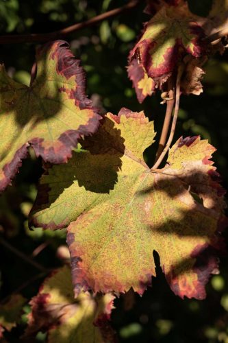 paesaggio agricolo16