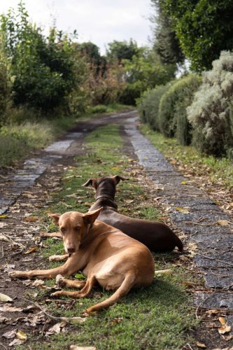 paesaggio agricolo17