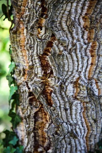 paesaggio agricolo21