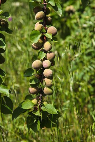 paesaggio agricolo22