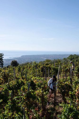 paesaggio agricolo23