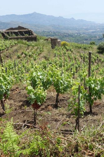 paesaggio agricolo24