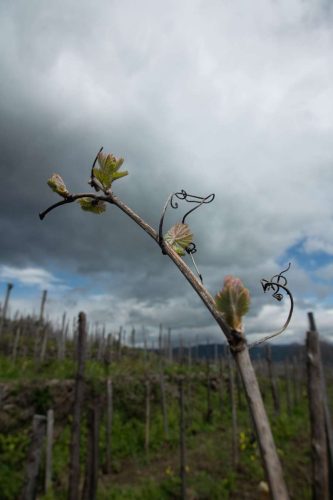 paesaggio agricolo25