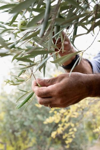 paesaggio agricolo31