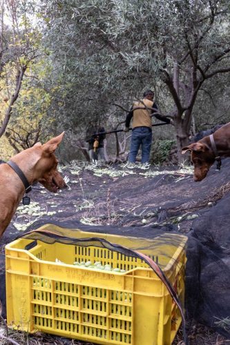paesaggio agricolo32