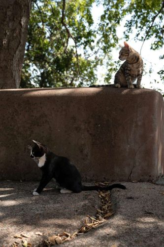 paesaggio agricolo35