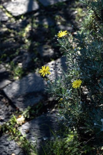 paesaggio agricolo37