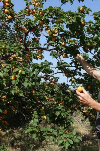 paesaggio agricolo38