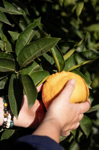 paesaggio agricolo39