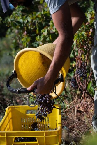 paesaggio agricolo43