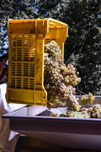 paesaggio agricolo44