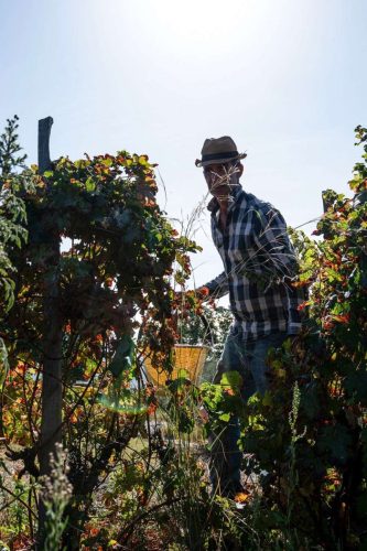 paesaggio agricolo45