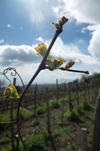 paesaggio agricolo47