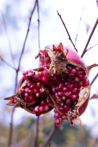 paesaggio agricolo51