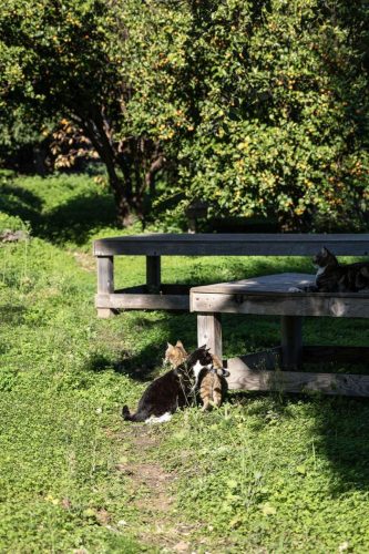 paesaggio agricolo52