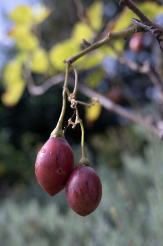 paesaggio agricolo53
