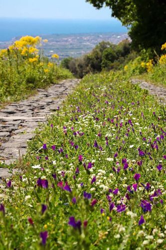paesaggio agricolo54