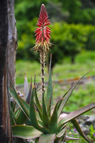 paesaggio agricolo59